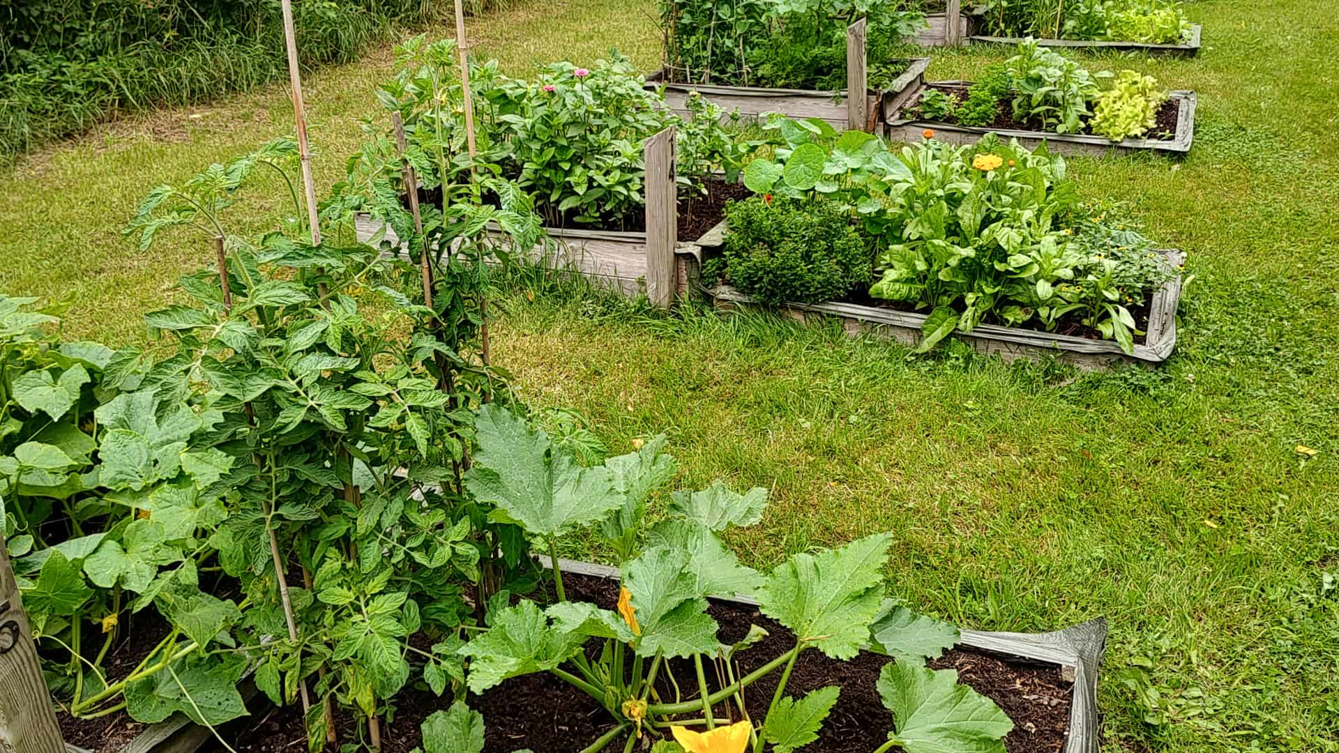 Odlingslådor med zucchini och andra växter