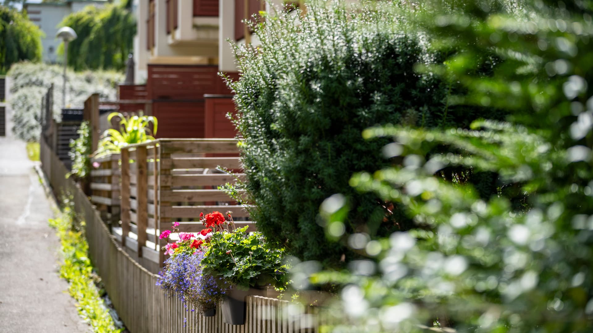 Ljungkullen, blommor i bostadsområde