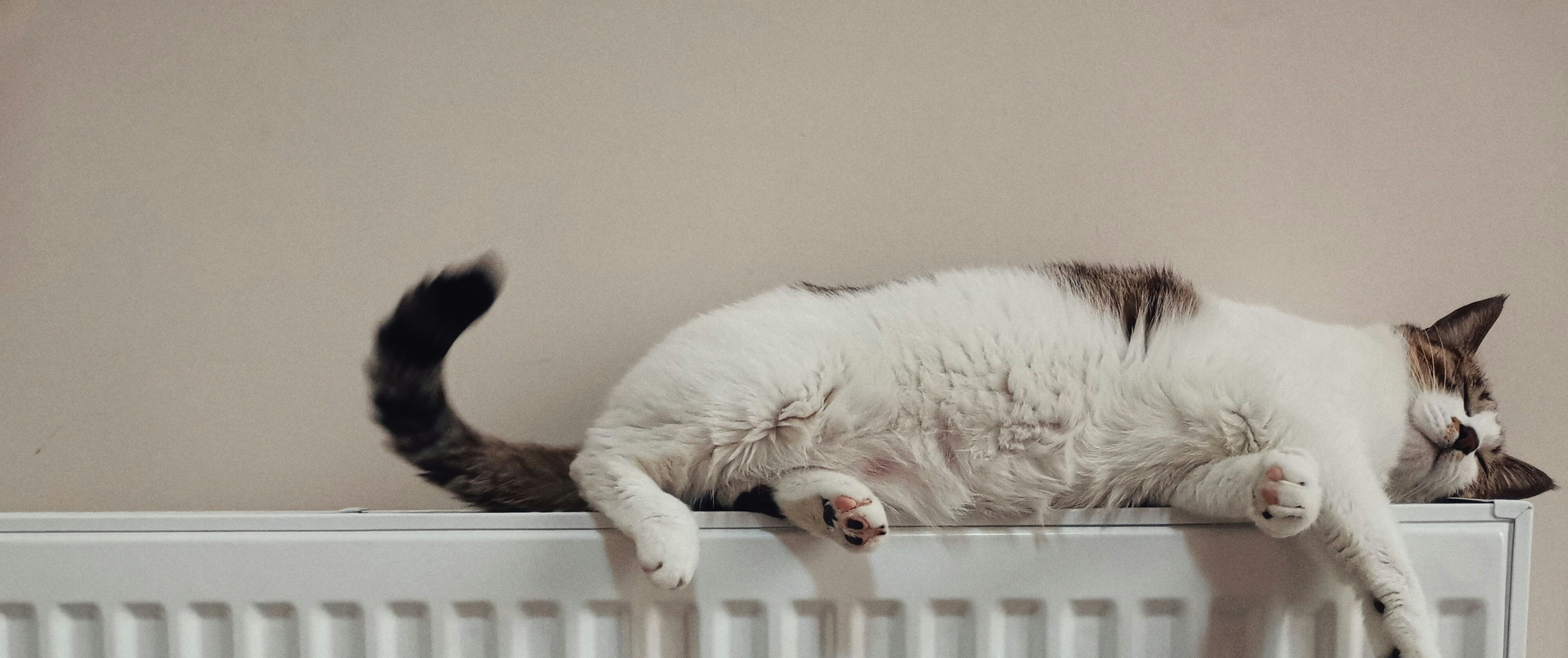 vvs_katt_radiator.jpg
