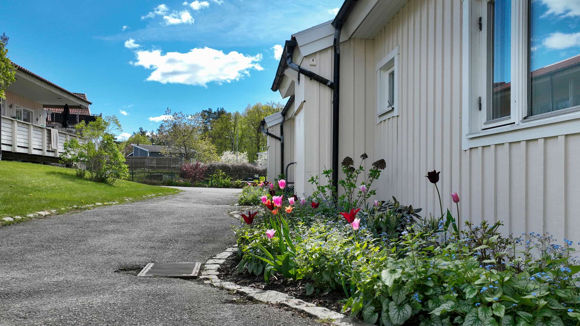 Åsvägen, radhus med tulpaner